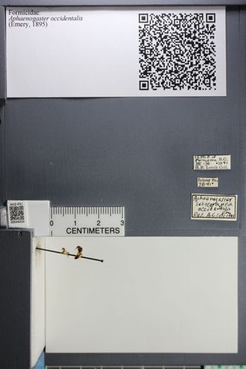 Media type: image;   Entomology 544310